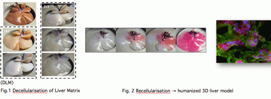 decellularisation fases