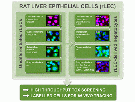 Rat liver epithelial cells research fig