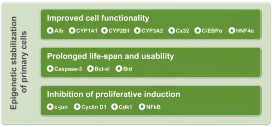 fig epigenetic stabilization of primary cells