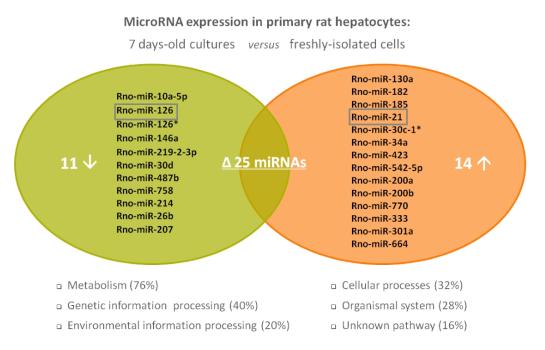 MicroRNA expression in primary rat hepatocytes