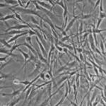 stemcellsderived1-150x150.jpeg
