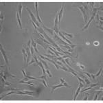 stemcellsderived2-150x150.jpeg